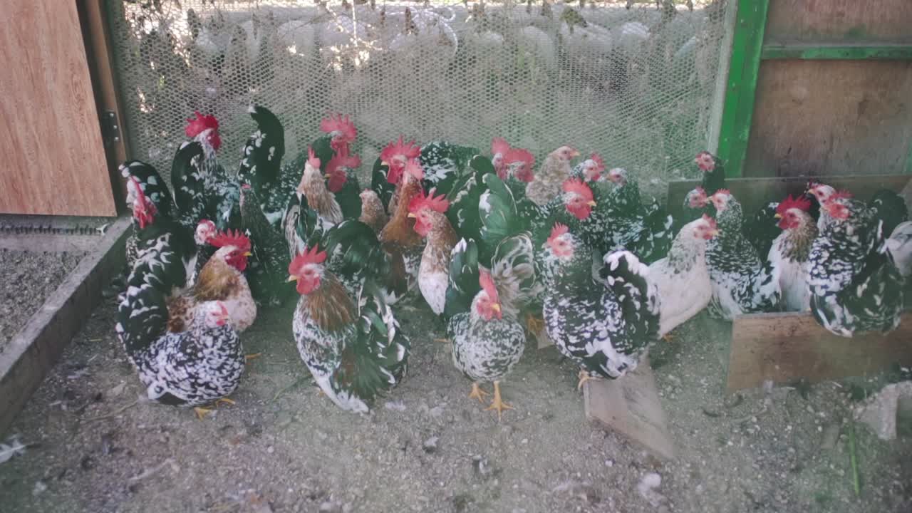montón de pollos dentro del gallinero en el campo en tokio, japón