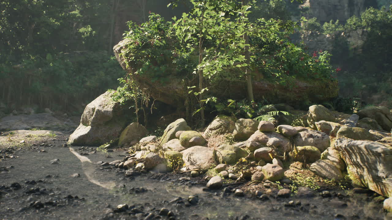 바위 와 강 이 있는 조용 한 숲 풍경