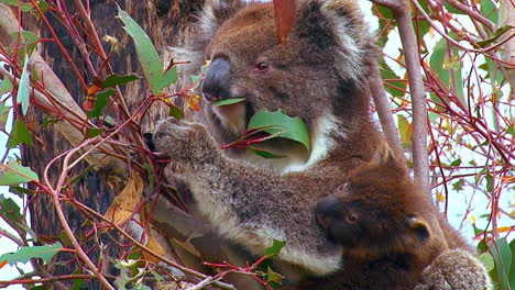 a koala bear mother and baby are perched in a eucalyptus tree in australia 1