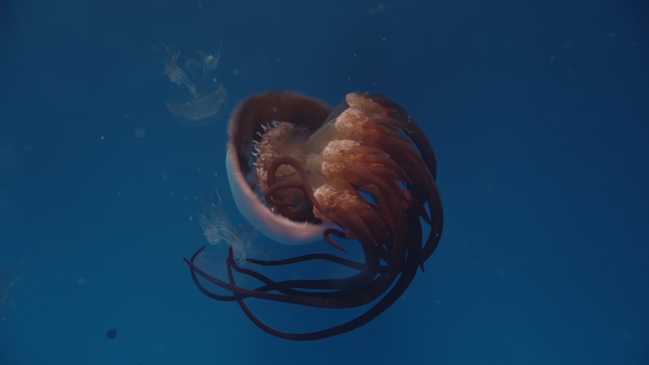 medusa de llama - sus tentáculos rojos aparecen llamas