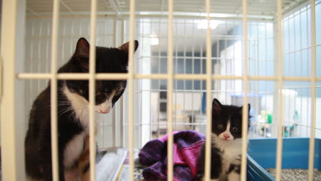 un gato y un gatito en su jaula en un refugio de animales