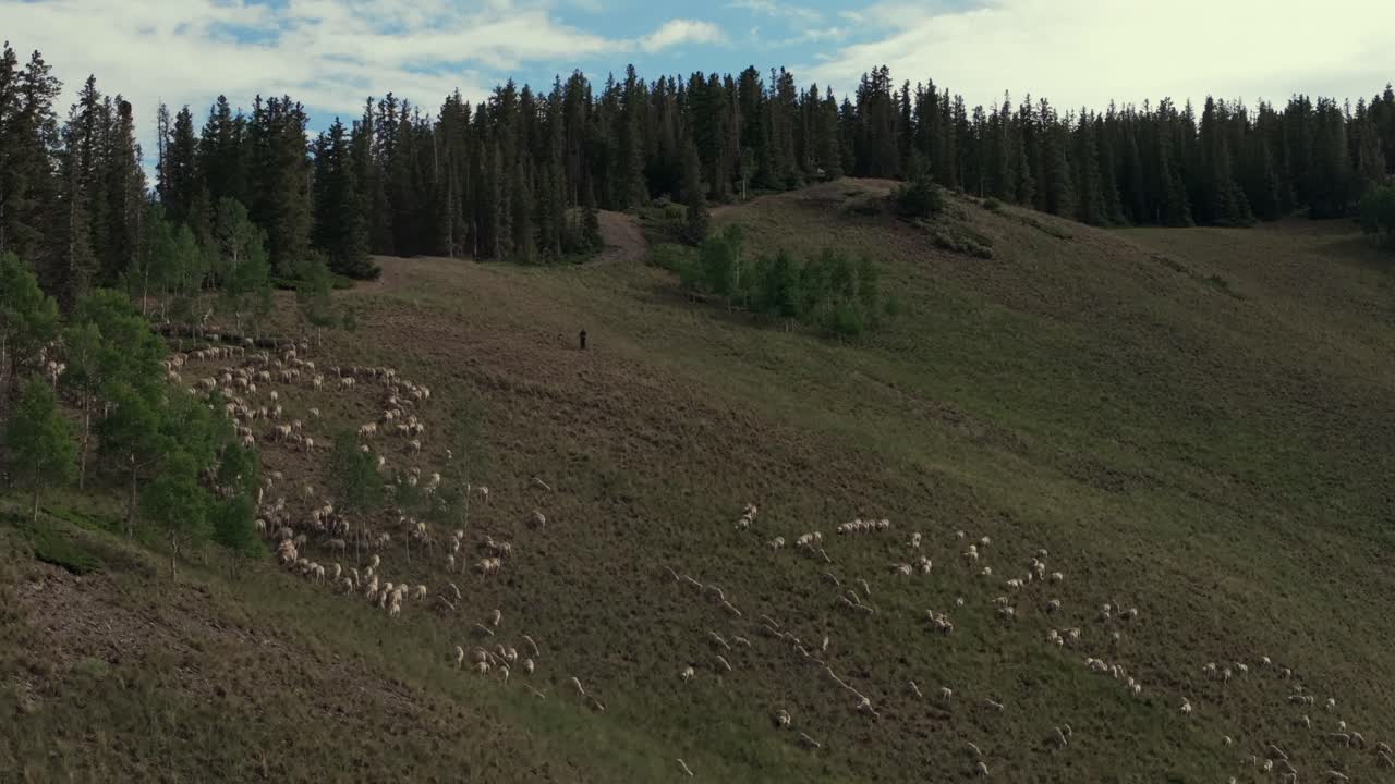 telluride colorado cientos de rebaños de ovejas granjas ranchos drones aéreos verano último dólar carretera monte sneffels desierto san juan montañas rocosas rango aeropuerto uncompahgre bosque bluesky disparo estático