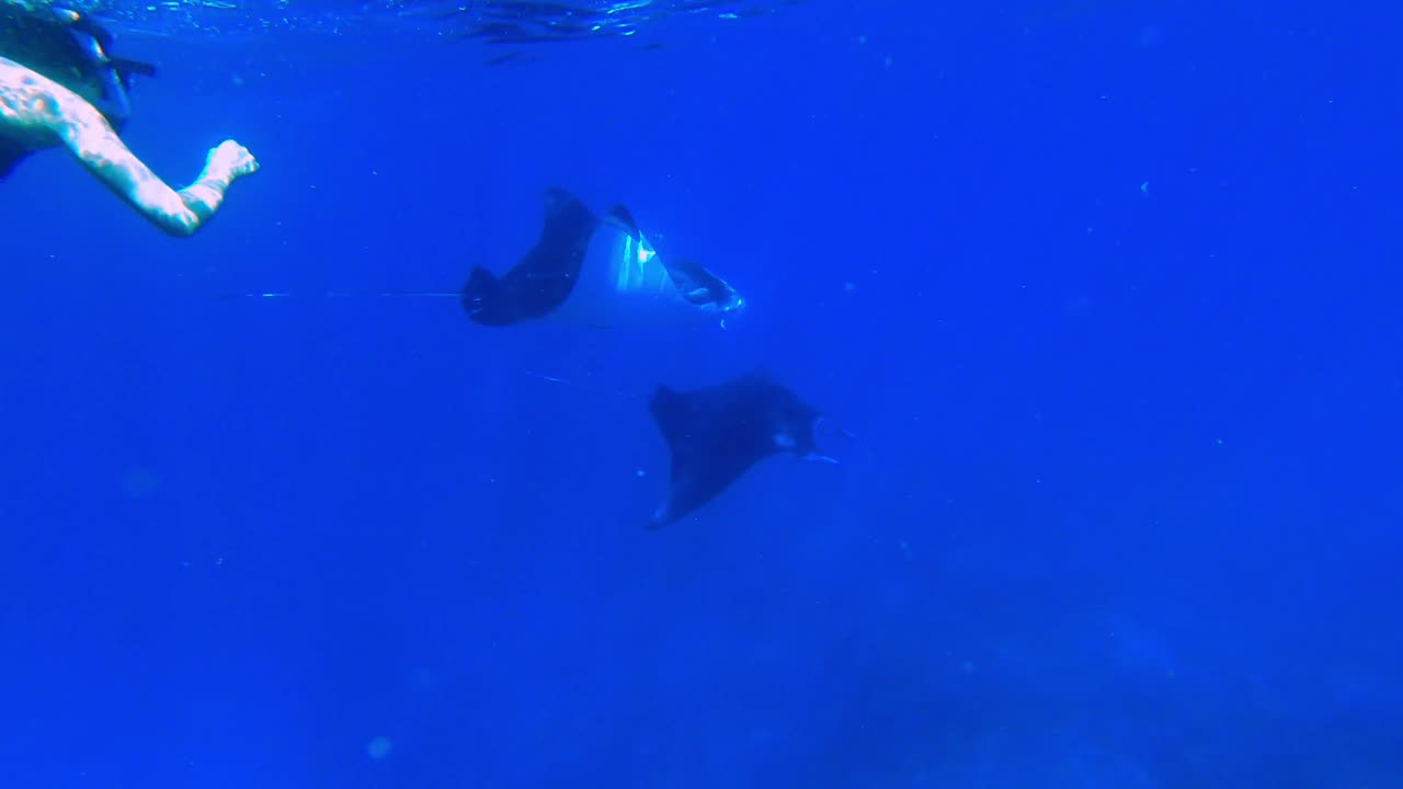 mujer nadando con dos enormes mantarrayas en el océano azul