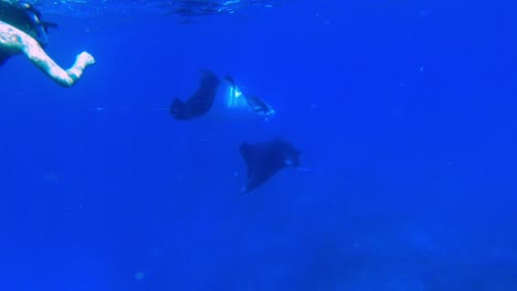 Frau-Schwimmt-Mit-Zwei-Riesigen-Mantarochen-Im-Blauen-Ozean