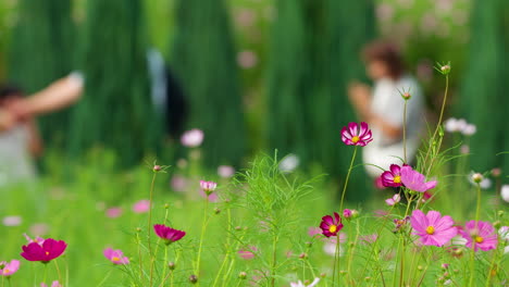 Anseong-Farmland---Blurred-Family-Walk-Through-Thuya-Tree-Path-by-Flowering-Cosmos-Flower-Field-in-Rural-Countryside---Eco-tourism-in-South-Korea