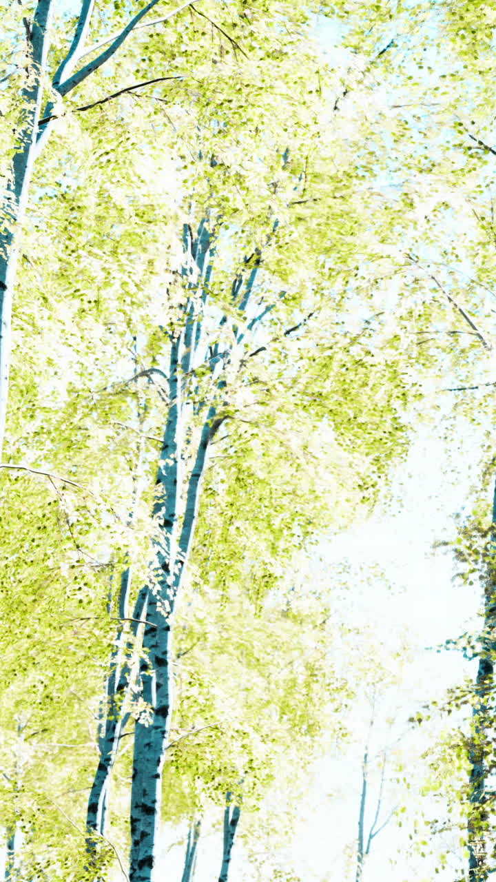 숲 속 의 빛 을 받은 버드 나무 들