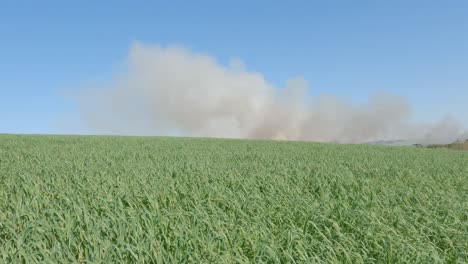 Humo-Ardiente-Bajo-Un-Campo-De-Plantación-De-Avena-Forrajera