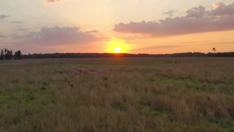 low aerial view over a grassland with a beautiful golden sunset in land o'lakes, florida