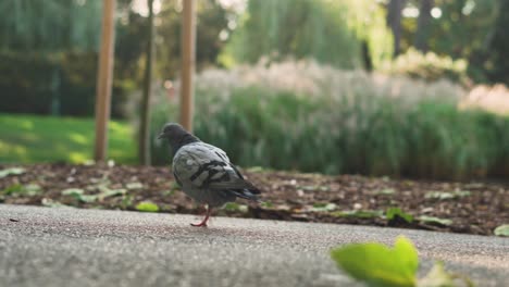 Pigeon-slowly-walking-down-the-pavement-in-park,-surrounded-by-greenery-with-a-leaf-in-the-foreground-in-Vienna,-Stadtpark