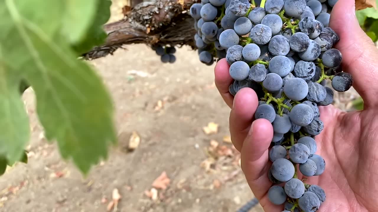 recolector de uva de viñedo sosteniendo racimo de uva negra fresca en vides de bodega, primer plano