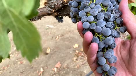 Recolector-De-Uva-De-Viñedo-Sosteniendo-Racimo-De-Uva-Negra-Fresca-En-Vides-De-Bodega,-Primer-Plano