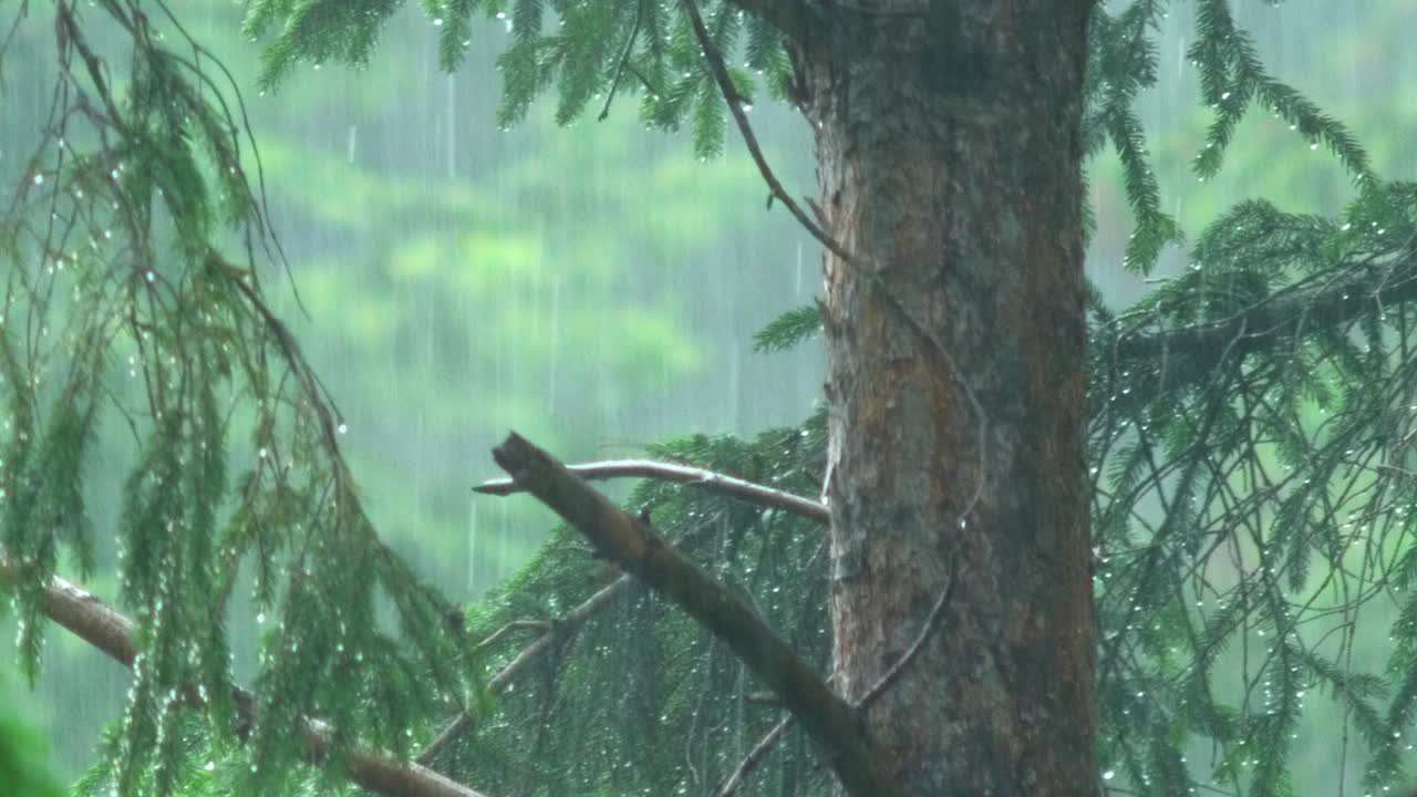 Trunk Of A Pine Tree In Heavy Rainfall
