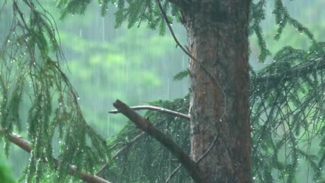 Trunk-Of-A-Pine-Tree-In-Heavy-Rainfall