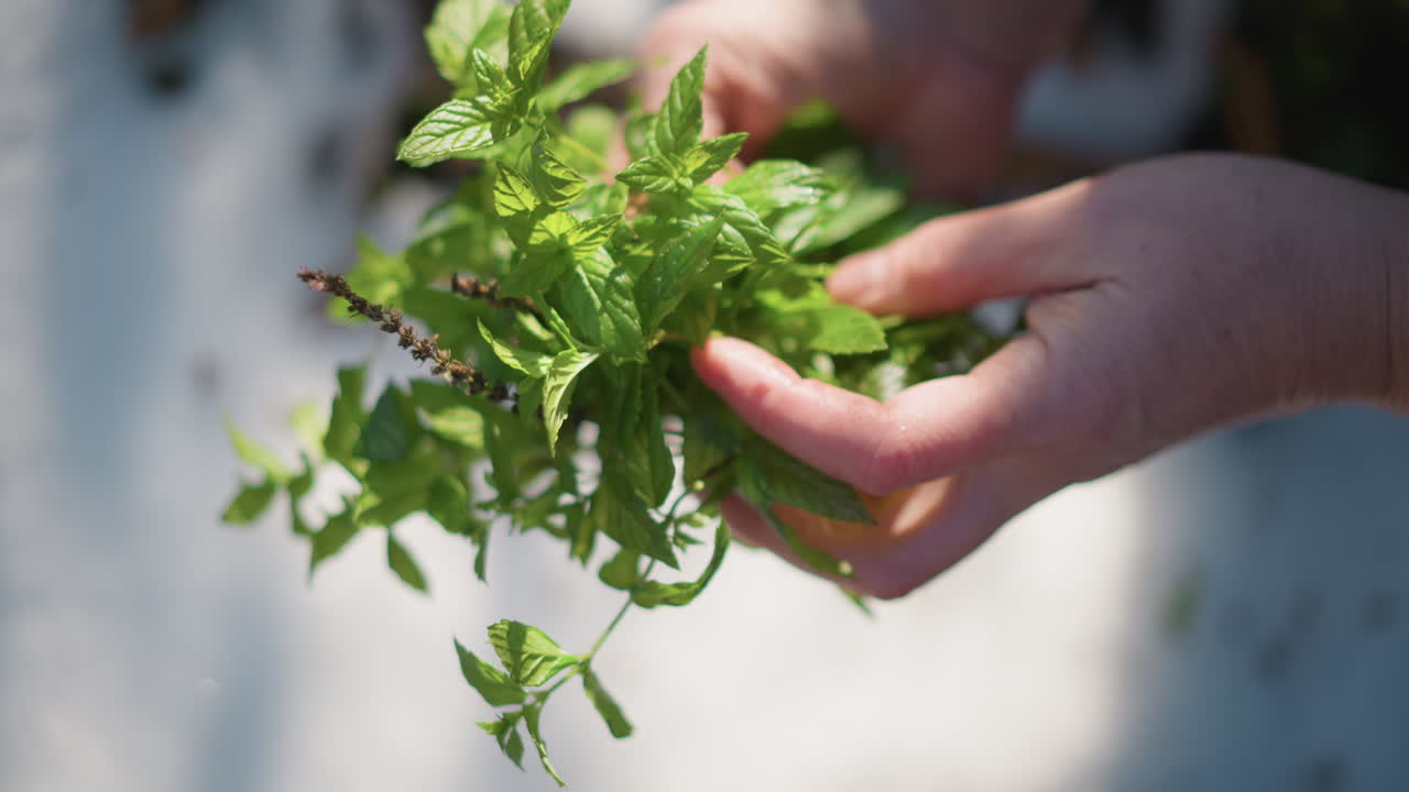 Salvataggio di erbe brinate. Mani che stringono menta nella neve. Mani che afferrano foglie di menta tra neve e freddo invernale. Persona che strofina delicatamente il gelo dalle foglie di menta in un freddo ambiente invernale all'aperto.