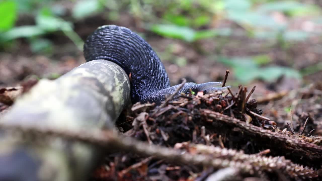 un escargot noir dans la forêt sur une branche dans le sauerland