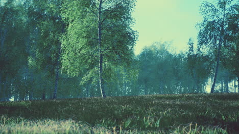 Spring-in-the-birch-grove-forest