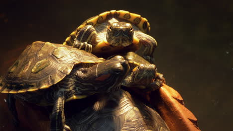 four turtles huddled together on top of each other in a man-made pond inside a zoo in bangkok, thailand