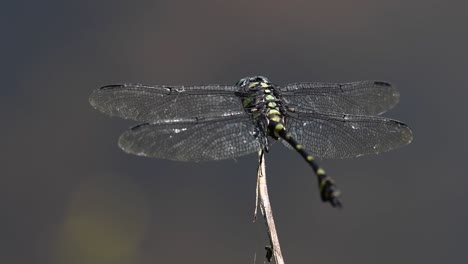 the common flangetail dragonfly is commonly seen in thailand and asia