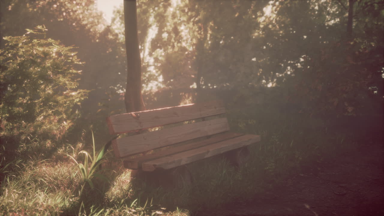 빛 이 있는 조용 한 숲 의 벤치