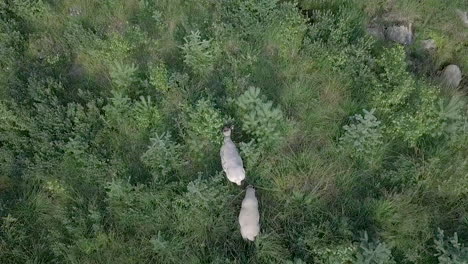 Aerial-top-down-view-of-two-white-sheep-grazing-in-pine-tree-forest,-tilting-up