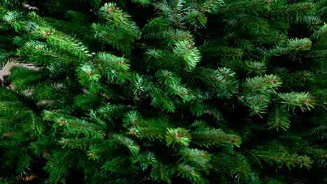 rotation of the green christmas tree