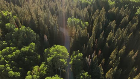 Drone-Aéreo-Volando-Sobre-Un-Hermoso-Camino-Rural-Rodeado-De-Hermosos-Bosques-De-Pinos-Durante-La-Puesta-De-Sol