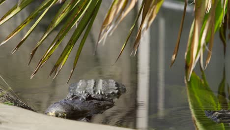 cocodrilo descansando en la orilla del río