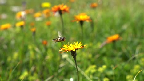 bee collects nectar from flower crepis alpina