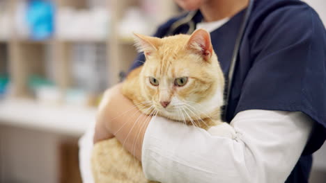 hands, vet and woman pet cat for care