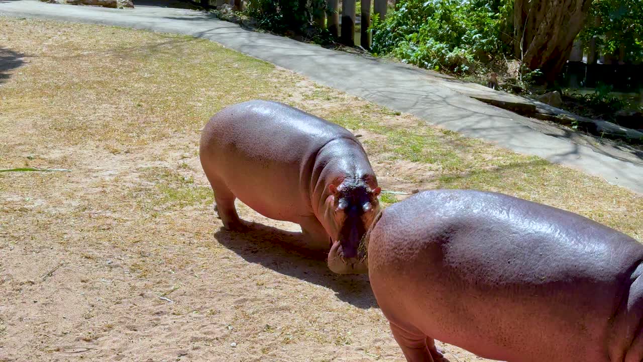 Dois hipopótamos em um ambiente de zoológico