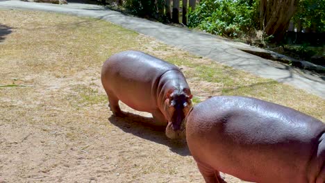 two hippos interacting in a zoo environment