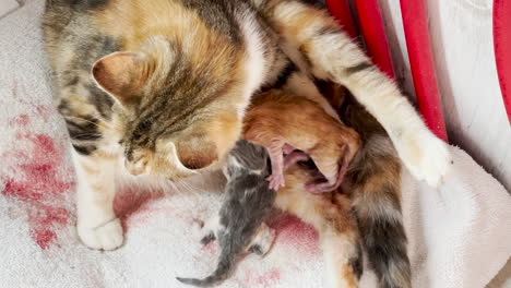 cat mama licks her new babies