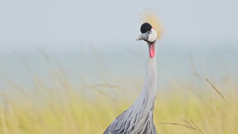 slow motion shot of portrait of grey crowned crane head looking and watching over african landscape in maasai mara national reserve, kenya, africa safari animals in masai mara north conservancy