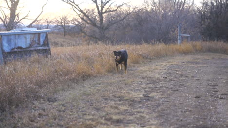 Mascota-Rotweiler-Llegando-Al-Dueño