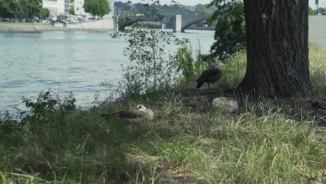 Some-birds-on-the-waterside-of-the-Maas,-Huy,-Hoei,-Belgium,-Europe,-Ardennes,-1080p,-50fps