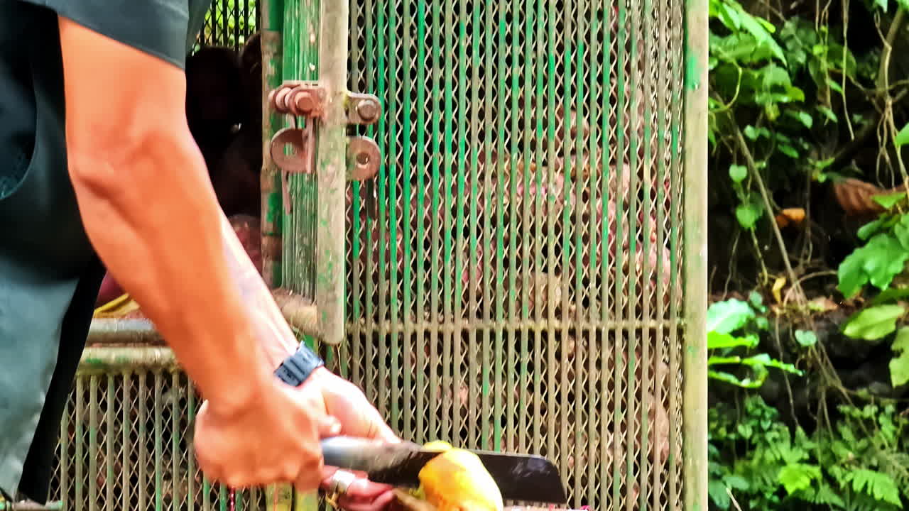 Fresh Fruit Preparation for Feeding Monkeys in Ubud Monkey Forest