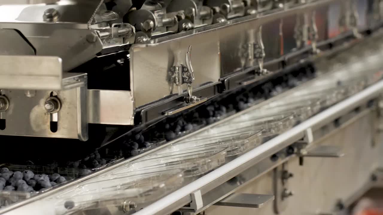 블루베리 가공 및 포장 공장