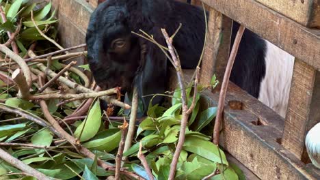 Close-up-shot-of-Etawa-goats-are-eating-green-leaves-in-wooden-stable