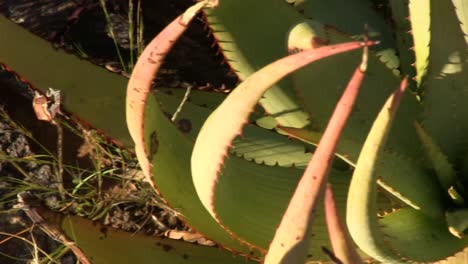 Aloe-Wächst-In-Der-Wüste-In-Der-Nähe-Des-Orange-River