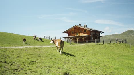 enjoy the serene beauty of cows grazing around a mountain hut in the austrian alps