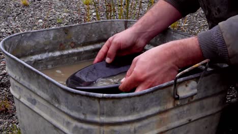 gold panning by caucasian male hands, prospecting and sifting rocks in black screening pan into green trap, wetting, soaking, agitating and washing in tin bucket of brown murky water, static close up