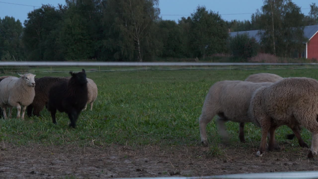 밤에 우위 계층을 결정하기 위해 두 개의 양 머리 맞대기