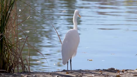 a great egret plays with a fish before eating it