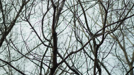 tangled, intricate network of bare tree branches against a pale sky, capturing the complex patterns and natural beauty of the branches