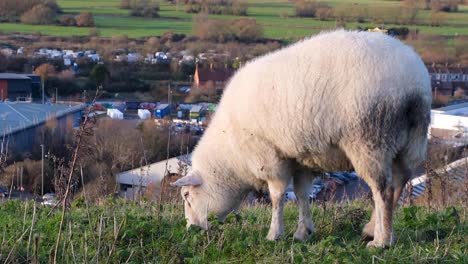 Cerca-De-Mullidas-Ovejas-Blancas-Comiendo-Y-Pastando-En-El-Campo-De-Hierba-En-La-Granja-Rural-De-La-Ciudad-De-Glastonbury-En-Somerset,-Inglaterra