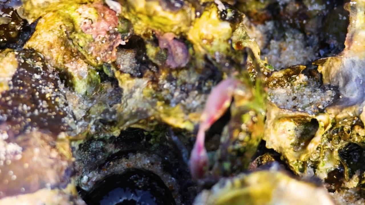 A tiny crab with pink claws moves across a textured oyster shell in Thailand