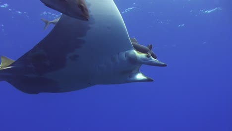 sicklefin fin devil ray swimming the open ocean accompanied by pelagic fishes