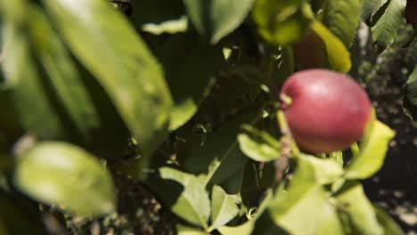 camera recording a real organic peach tree from different angles a in slow motion in chile