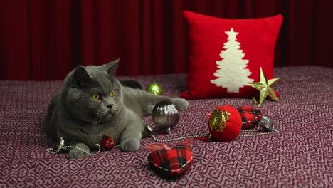 Gray-Fluffy-British-Shorthair-Cat-Lying-On-Damson-Bedcover-In-New-Year-Concept