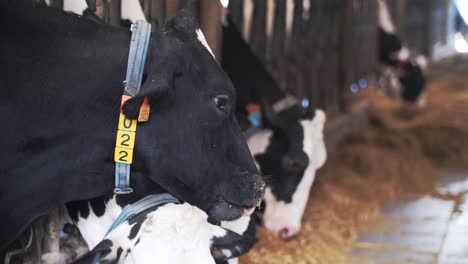 dairy cows eating hay in a barn with close-up of one cow's face wearing a blue collar